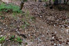 Primi passi nel sottobosco